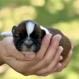 Mr. Blue - Brindle male Shih Tzu puppy in Waco, Texas from Shih Tzus To Love