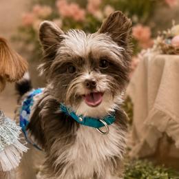 Yorkshire Terriers from Wendy's Pawsitive Training, LLC