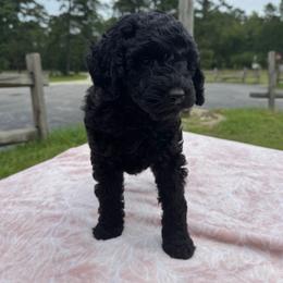 Pink-Mini - Black female Goldendoodle puppy in Millville, New Jersey from Michelle's Doodles