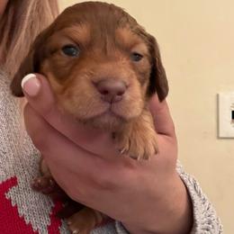 Brownie - Chocolate and tan male Dachshund puppy in Saint Paul, Minnesota from Vibrant Eyes Doxies