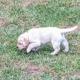 Labrador Retriever Puppies from Labradors Forever