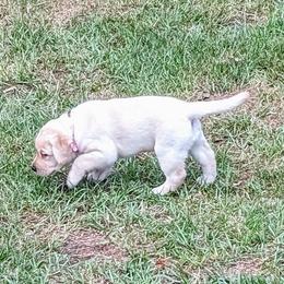 Labrador Retriever Puppies from Labradors Forever