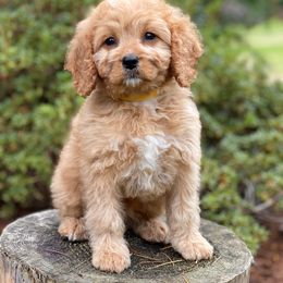 Cavapoo, Maltipoo, and Poodle Puppies from My Sweet Poodles and Doodles