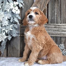 Sylvia - Apricot female Goldendoodle puppy in Macedon, New York from Toodles Goldendoodles