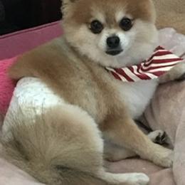 Angus - Pomeranian