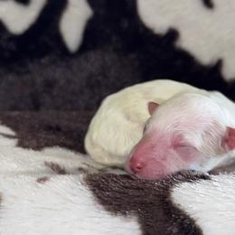 Boy 1 - Cream male Aussiedoodle puppy in Mtn Rest, South Carolina from Stocktons Doxies & Poodles