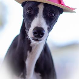 Whippet All Grown Up from PyneTree Whippets