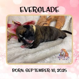 Everglade - Brindle female Boxer puppy in Cache County, Utah from Red Rock Boxers