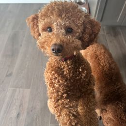Goldendoodle All Grown Up from With Love Golden Doodles