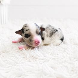 Zinnia - Blue merle female Toy Australian Shepherd puppy in Louisville, Mississippi from Kristy’s Kennels