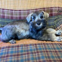 Silver Collar Male - Black and silver male Miniature Schnauzer puppy in Robstown, Texas from Alves Miniature Schnauzers