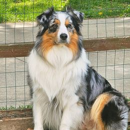 Dart - Australian Shepherd