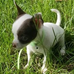 Chihuahuas and Shih Tzus from Magnolia Farm's LLC