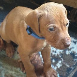 Shadow - Golden rust female Vizsla puppy in Plymouth, Minnesota from Carlson Vizslas