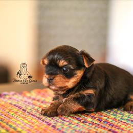 Yorkshire Terrier Puppies from Essence of Grace Yorkies