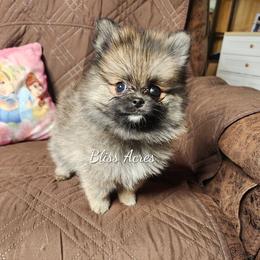 Carolina - Red sable female Pomeranian puppy in Ponca City, Oklahoma from Bliss Acres Farm