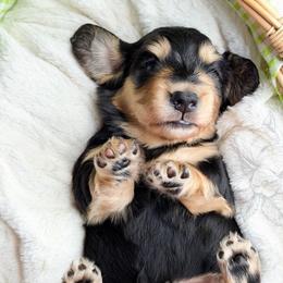 Zephyr - Black and tan male Dachshund puppy in Redding, California from Jean & Mae Doxies