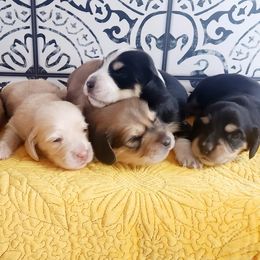 Dachshunds from Doxie Dog Ranch