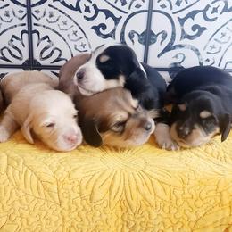 Dachshunds from Doxie Dog Ranch
