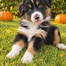 Squirtle - Black tri-color male Australian Shepherd puppy in Riverside, California from Aus Cal (Aussies of soCal)