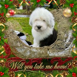 Spezi - Gray and white female Old English Sheepdog puppy in Fairfield, California from Cotufas