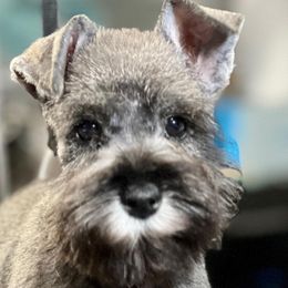 Giant Schnauzer and Miniature Schnauzer Puppies from My Angel Schnauzers