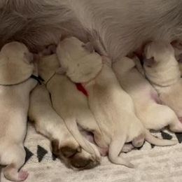 Girl 4 - Labrador Retriever puppy from Texas Bluebonnet Labs