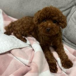 Benji - Poodle
