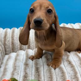 Holden - Cream male Dachshund puppy in Corona, California from ChezBeale