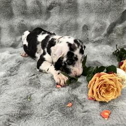 Great Dane Puppies from Catskills Greatest Danes