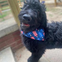 Cockapoo, Double Doodle, Goldendoodle, Poodle, and Shihpoo Puppies from Peace, Love, and Puppies at the Creek