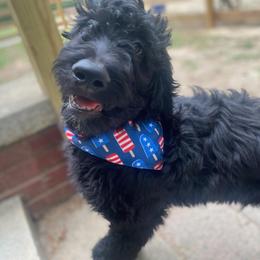 Cockapoo, Double Doodle, Goldendoodle, Poodle, and Shihpoo Puppies from Peace, Love, and Puppies at the Creek