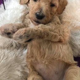 Dachshund and Poodle Puppies from Arkansas Standard Poodles & Dachshunds