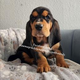 Blue collar - Black tan and white male Basset Hound puppy in Alton, Illinois from Show Me Great Danes and Basset Hounds