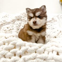 Uni - Red and white male Pomsky puppy in Orange County, California from Pomsky Playpen