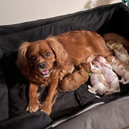 Cavalier King Charles Spaniel Puppies from Colorful Cavaliers