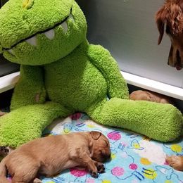 Golden Retriever and Labrador Retriever Puppies from Sutter Bay Retrievers