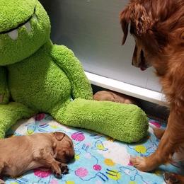 Golden Retriever and Labrador Retriever Puppies from Sutter Bay Retrievers