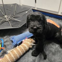 Ann Tseekhah (Orange Girl) - Black Giant Schnauzer puppy in Moberly, Missouri from Tseekhah (Complete Darkness) Kennel