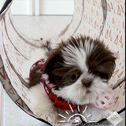 Shih Tzu Puppies from Arizona Sunrise Shih Tzus