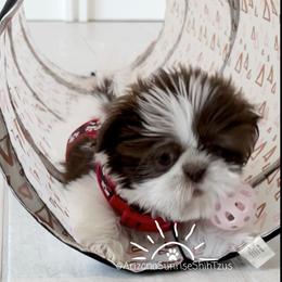 Shih Tzu Puppies from Arizona Sunrise Shih Tzus