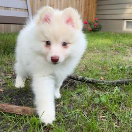 Gus McCrae - White male Pomsky puppy in Blue Earth, Minnesota from Blue Sky Pomsky