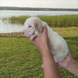 Banjo - Red and white male Basset Hound puppy in Denison, Texas from Emma Lou's Baby Bassets