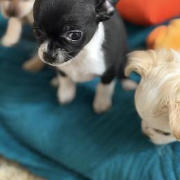Queen - Black and white female Chihuahua puppy in Amity, Pennsylvania from Rhoda and Verna