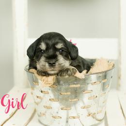 Pink Girl - Black and silver female Miniature Schnauzer puppy in Commerce, Georgia from Peach State Miniature Schnauzers