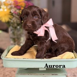 Aurora - Chocolate female Australian Labradoodle puppy in Citrus Heights, California from Elite Blend Labradoodles