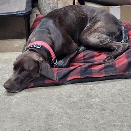German Shorthaired Pointer All Grown Up from Lake Effect GSP's