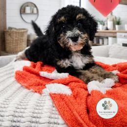 North - female Australian Mountain Doodle puppy in Grand Rapids, Michigan from The Kindred K9