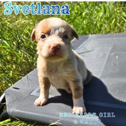 Svetlana - Red merle female Australian Shepherd puppy in Abilene, Texas from S&K Aussies N' Rotties