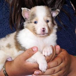 Rottweiler and Shetland Sheepdog Puppies from Mountain High Kennels